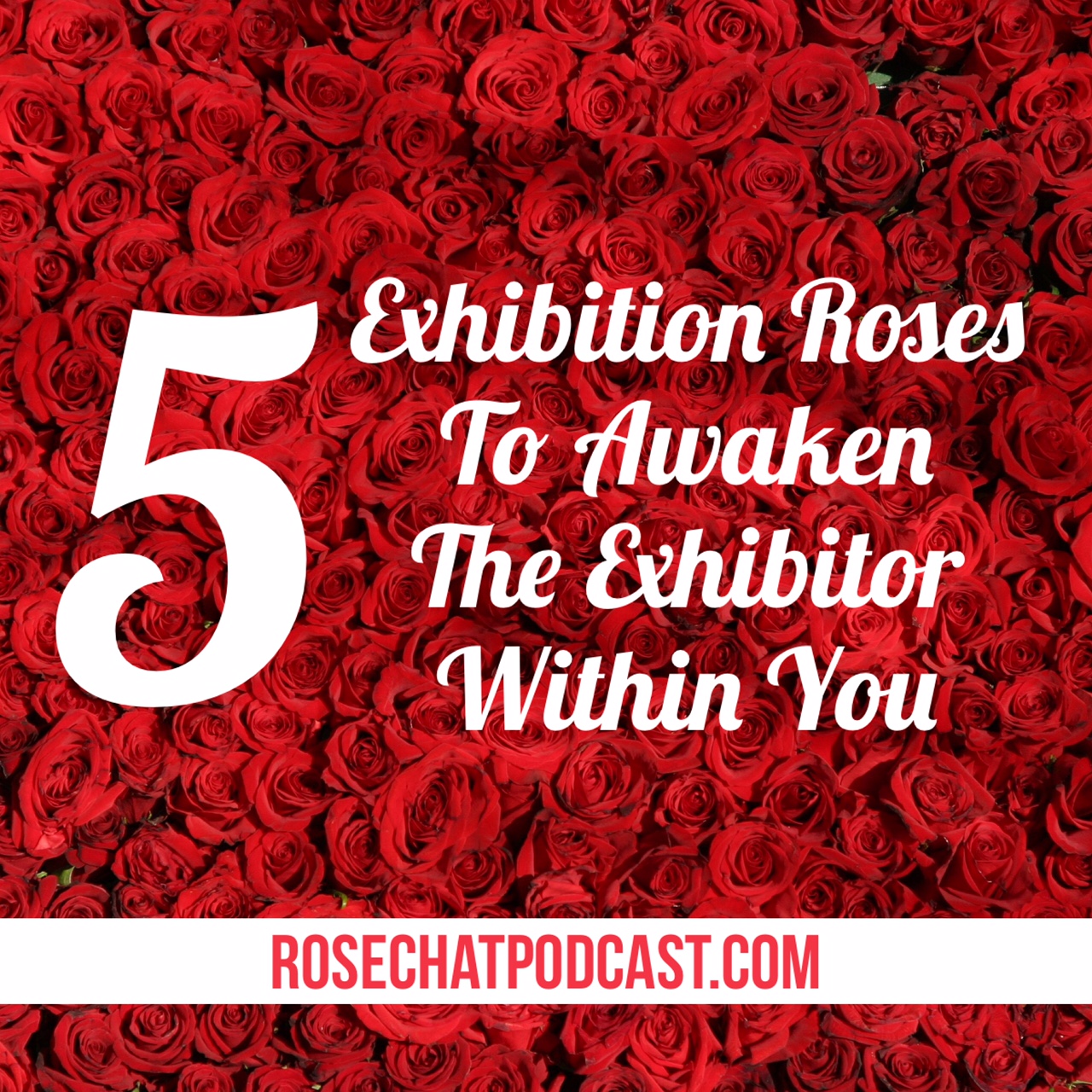 Five Exhibition Roses To Awaken The Exhibitor Within You | Bob Martin 