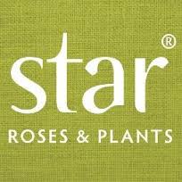 Trends in Gardening + New Roses for 2016 from Star Roses & Plants 