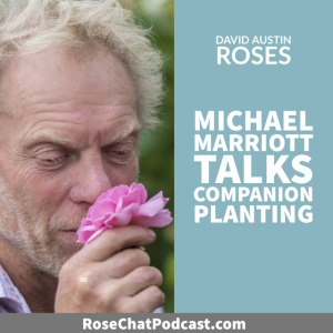 Companion Planting for Roses | Michael Marriott