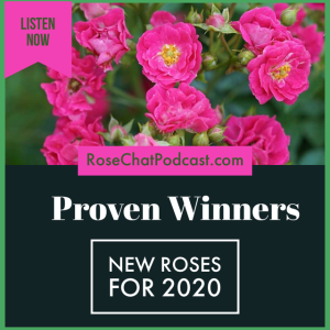 New Roses for 2020 - Proven Winners