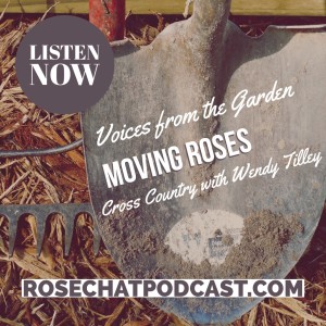 Moving Roses Cross Country | Voices From The Garden | Wendy Tilley
