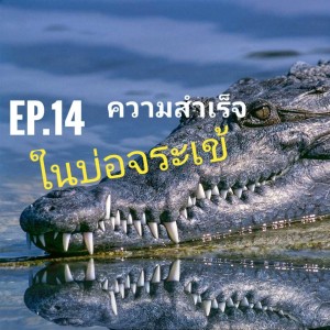 Ep.14 ความสำเร็จใบบ่อจระเข้