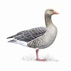 Grey Goose (Aust) ep095