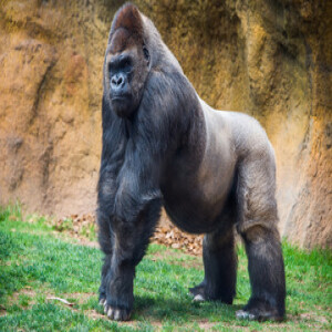 Gorilla vs 100 Men