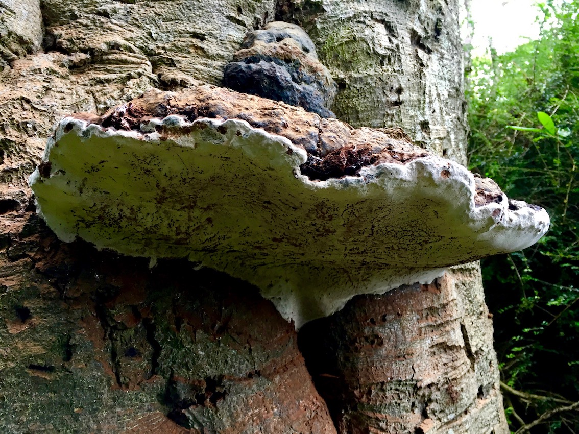 Community Element - The World of Fantastic Fungi