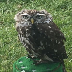 Community Elements from the Turriff Show