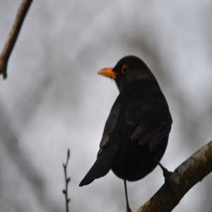 G4G 12 Birthday Dawn Chorus - Bird Song