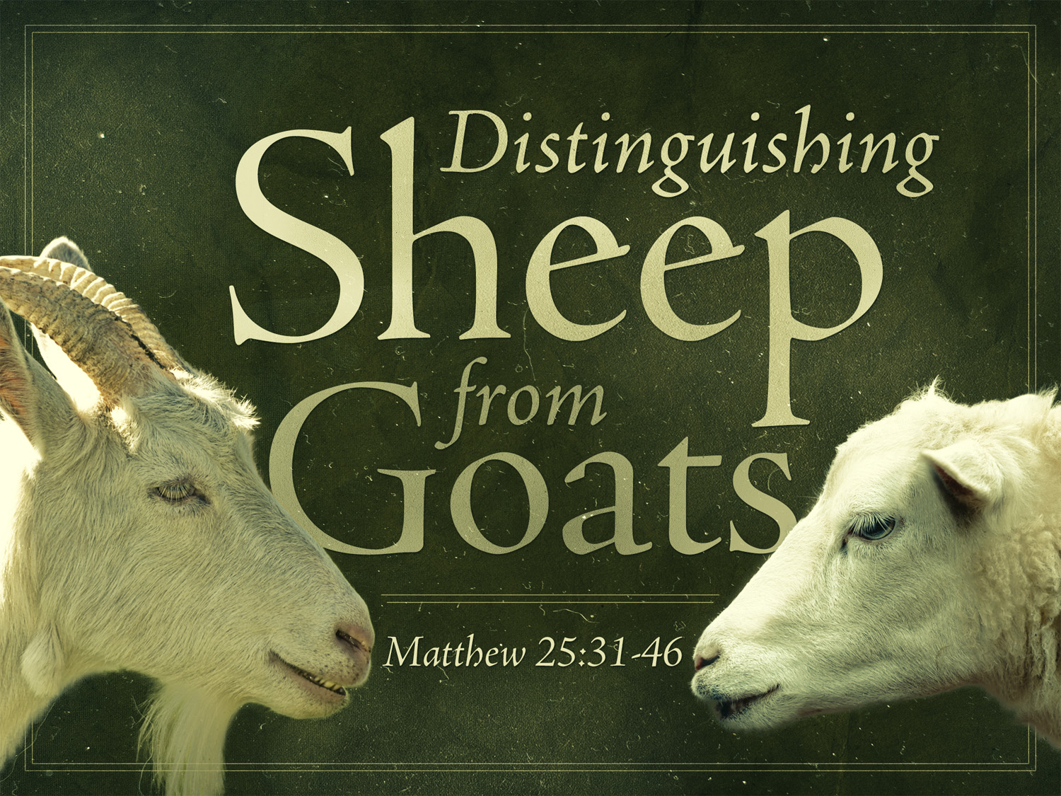 "Distinguishing Between Sheep and Goats" 7-9-17