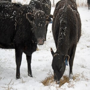 Cold Weather Cow Nutrition