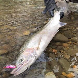 Hatchery Steelhead Stocking - Good or BAD? The Ideal Broodstock.