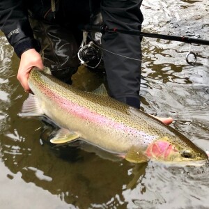 Water Temperatures & Steelhead Fishing Article by Matt Straw