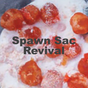 "Spawn Sac Revival" (A Prime Steelhead Bait) by JD Richey + Listen to the STS Magazine