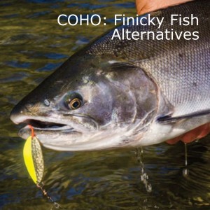 COHO: Finicky Fish Alternatives - by Terry J. Wiest