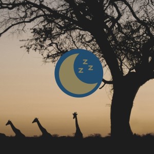 Under A Botswana Sky : Sleep Story