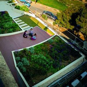 Pollinators welcome: Malta's green roof experiment