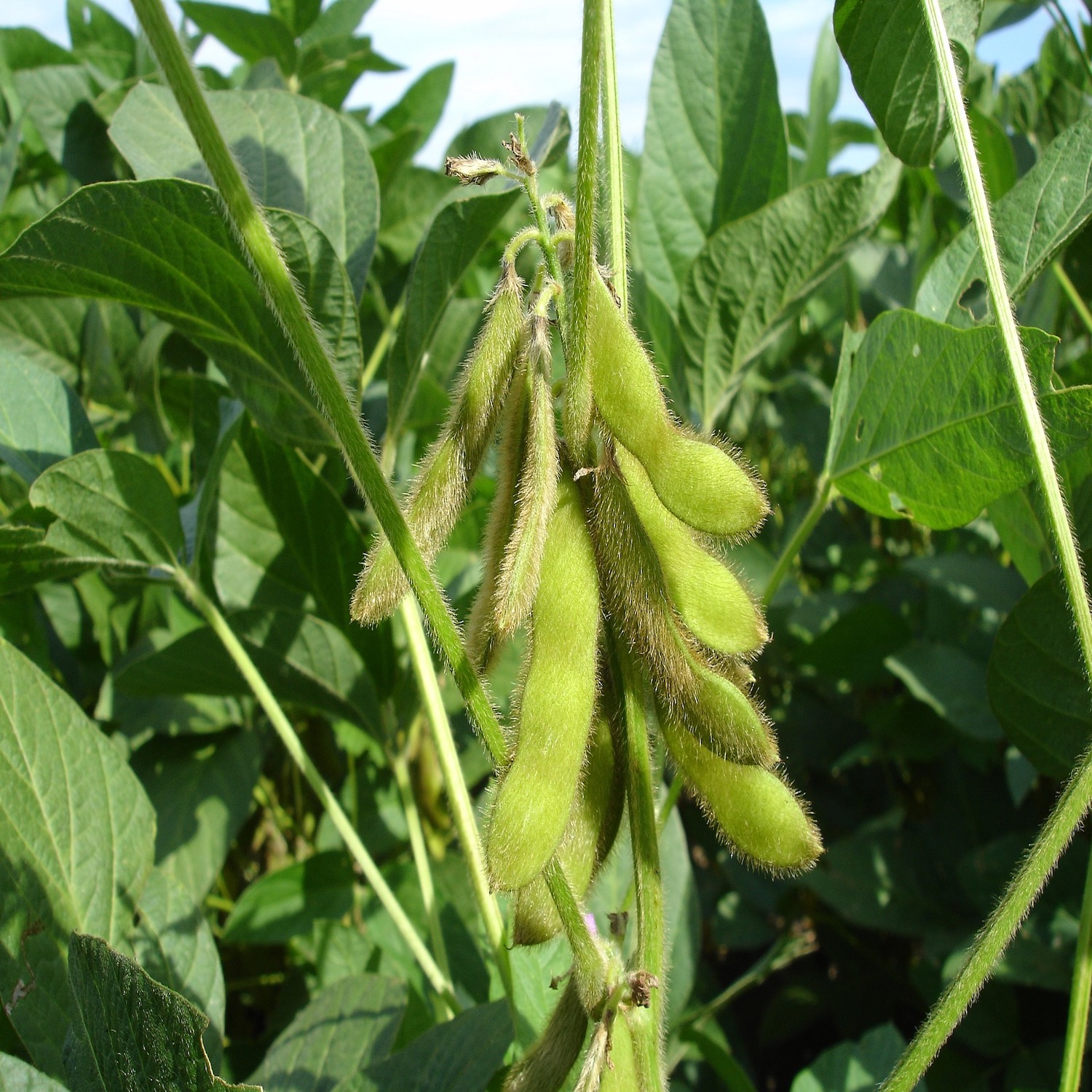 Weekly Review of Soybean Model Output and Related Opinion