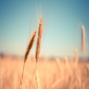 Weekly Wheat Update- Status Quo