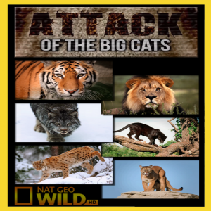 253 - ATTACK OF THE BIG CATS