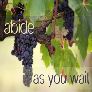 Abide as You Wait,  August 16, 2020