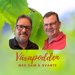 2024-12 Paulus omvälvande möte med Jesus