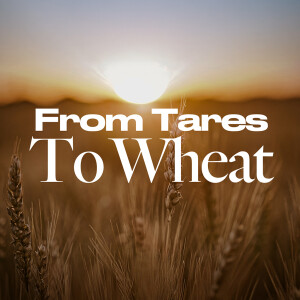 From Tares to Wheat - Ps. Matt Tuggle