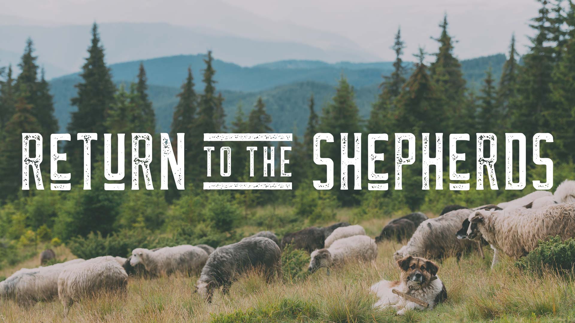 Return To The Shepards - Ps. Leanne Matthesius