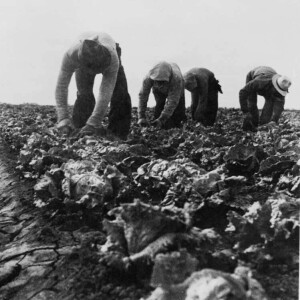 August 28 - Filipino Lettuce Workers Strike