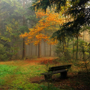 My Bench of Dreams - Part 3 - Autumn
