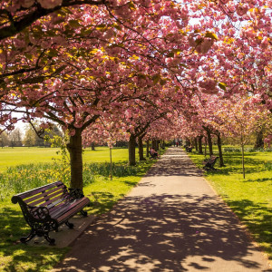 My Bench of Dreams - Part 1 - Spring