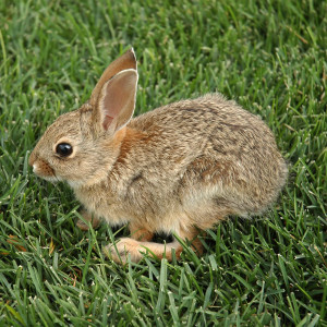 The Contented Rabbit