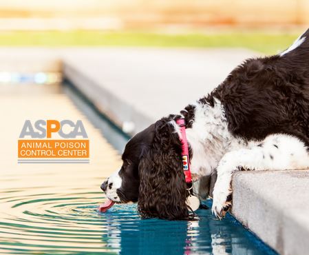 Pool Safety For Pets