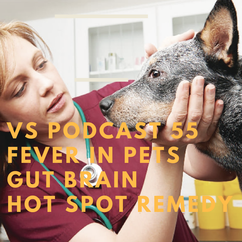 [Ep 55] Fever in Pets- use these alternatives, Gut/Brain connection in dogs, ’New’ Hot Spot Remedy