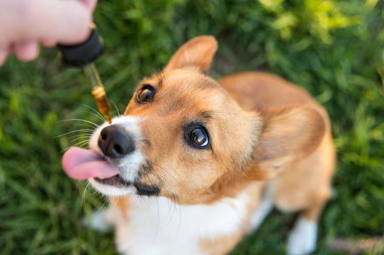Veterinary Secrets