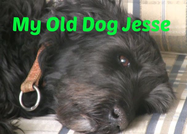 [Ep. 15] Natural Remedies for Tracheal Collapse, Cecil the Lion, My Dog Jesse