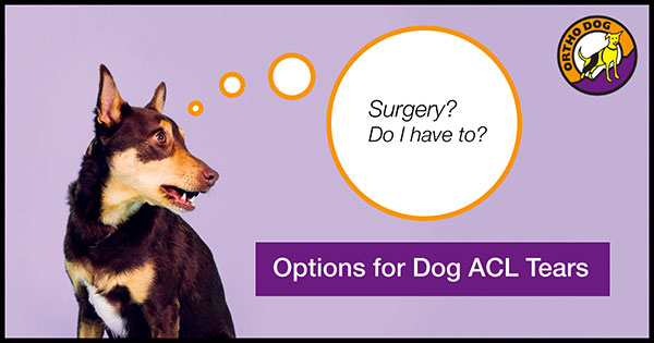 Veterinary Secrets