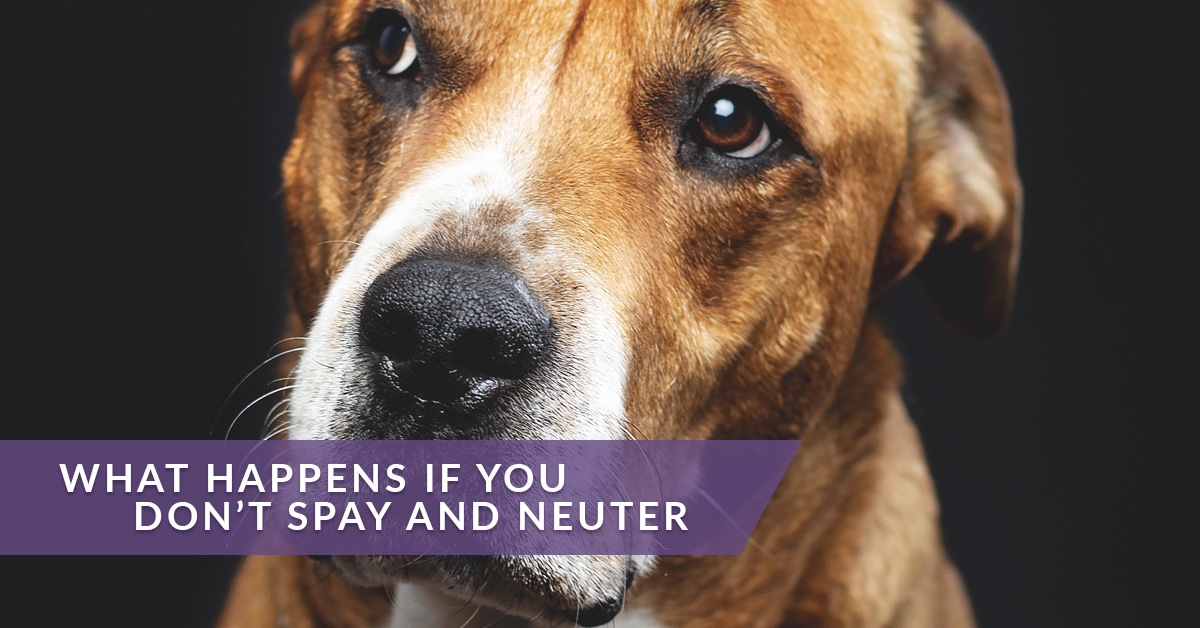 Veterinary Secrets