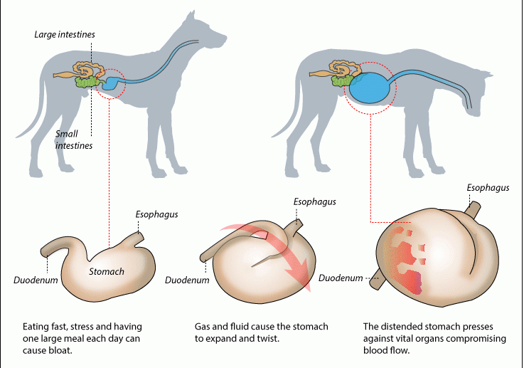 [Ep 42] Bloat Help, Bandage or Not?, Stop Animal 'Teaching' Deaths