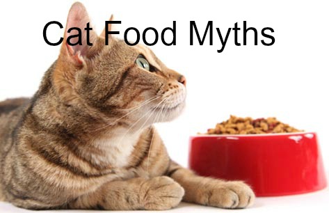 [Ep 19] Cat Food Myths, Cat Urinary Disease, Cat Facts!