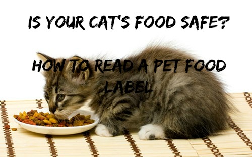 [Ep 41]  Cat Food Secrets, Ringworm, Kidney Failure Help