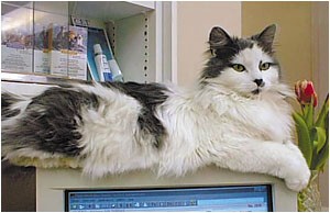[Ep. 16] BAN Cat Declawing, Remedies for Not Eating