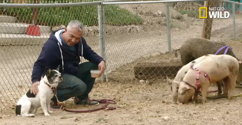 [Ep 33] Cesar Millan Under Investigation for Animal Cruelty, 22 Meds that work for Pets