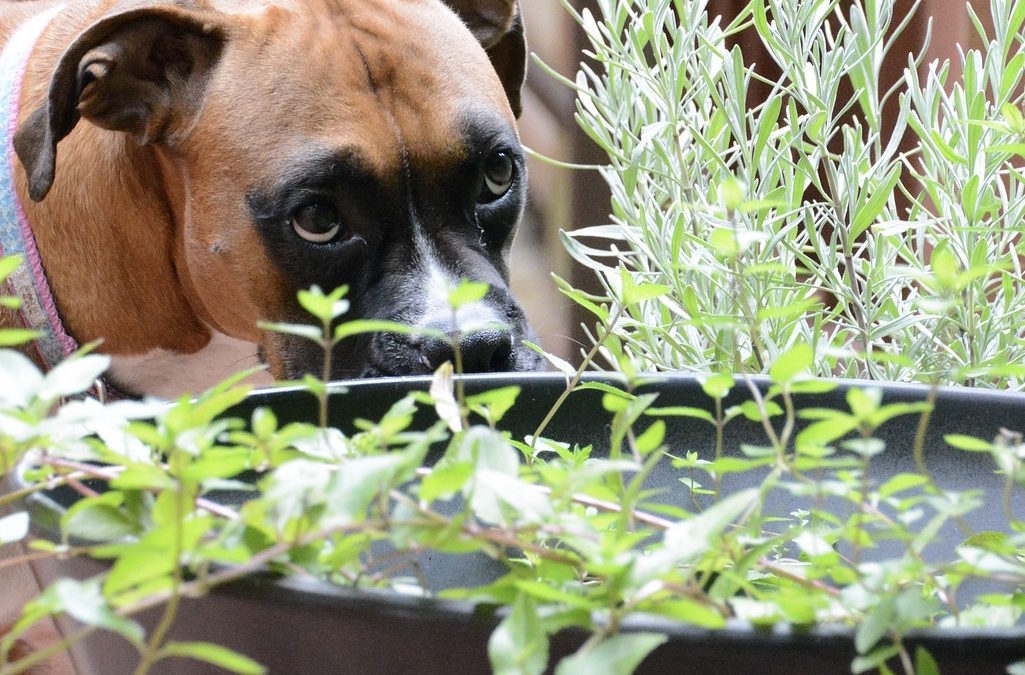 Veterinary Secrets