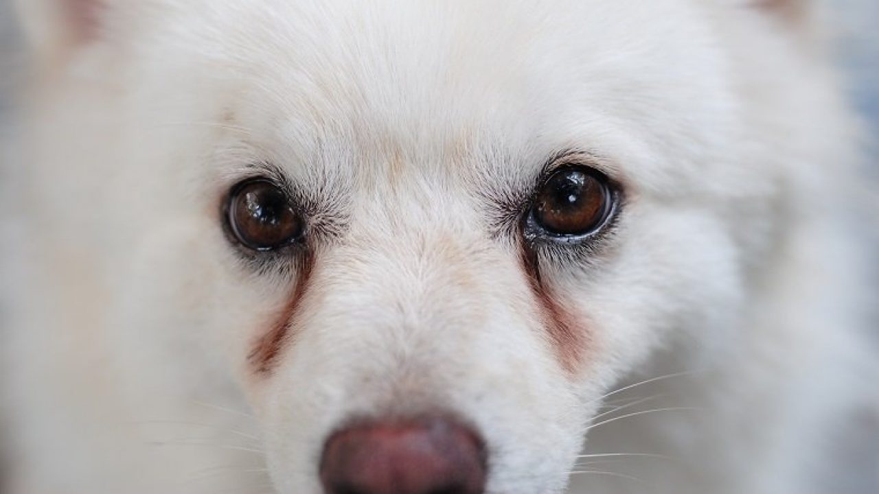 Veterinary Secrets