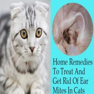 [Ep84] 7 Inexpensive Ear Mite Remedies, Abscess Home Treatment, Poultice for Inflammation