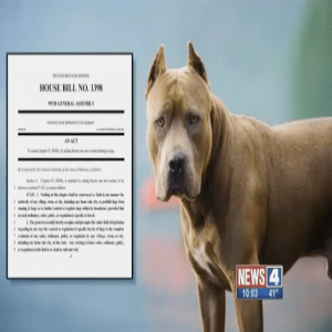 [Ep88] Dog Dementia Answers, Allergy Remedies that WORK, Breed Specific Legislation
