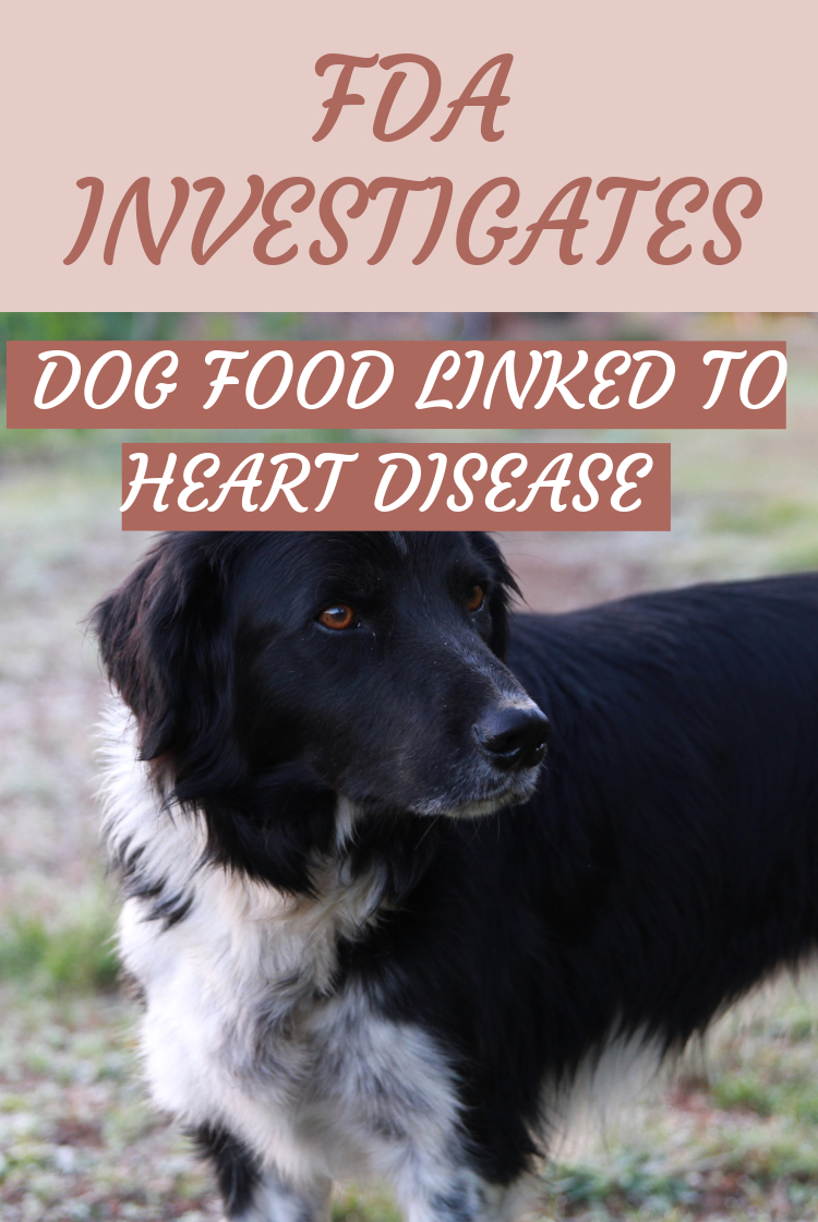 [Ep 56] Grain Free Dog Food Linked To Heart Disease, New Glaucoma Remedy, Raw Food