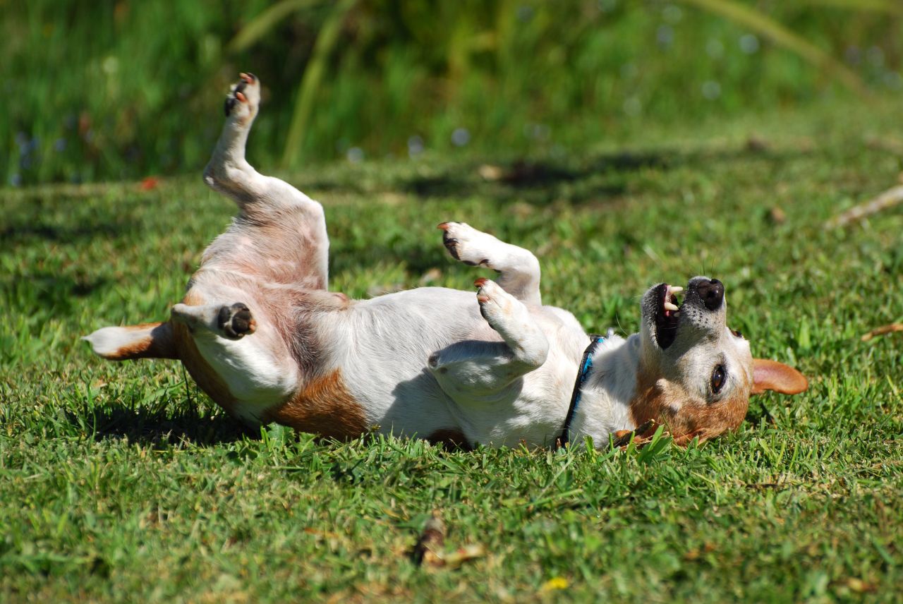 Veterinary Secrets