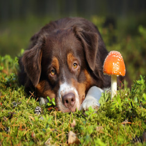 [Ep78] Lions Mane Mushroom, Awesome OTC dog/Cat Cough Remedy, Covid affecting Tigers