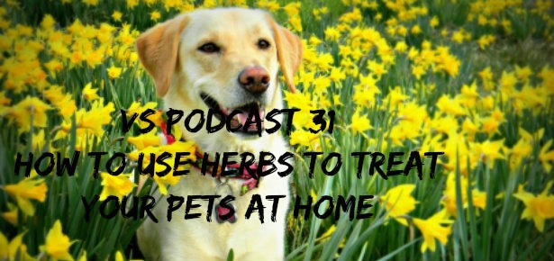 [Ep 31] How To Use Herbs To Treat Your Pets At Home