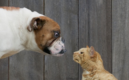 Veterinary Secrets